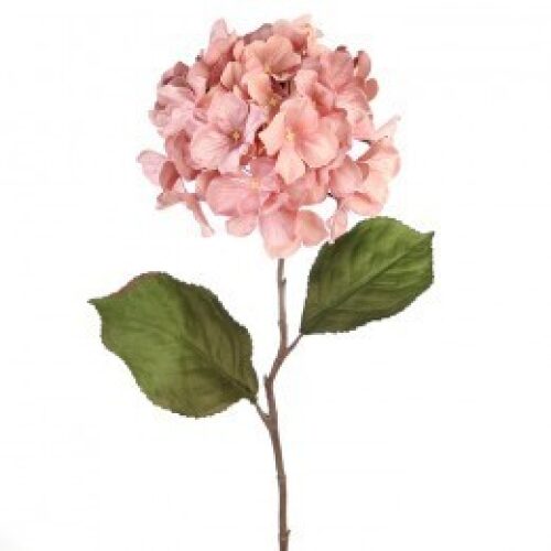 Zweig Hortensie rosa