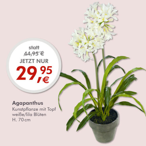 Deko Agapanthus Topfpflanze lila Blüte